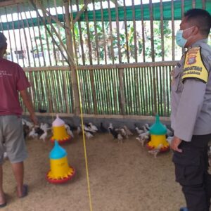Dukung Ketahanan Pangan, Bhabinkamtibmas Kunjungi Peternak Ayam Super