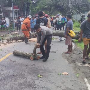 Akibat Cuaca Buruk Pohon Tumbang Kembali Terjadi di Wilayah Pemenang