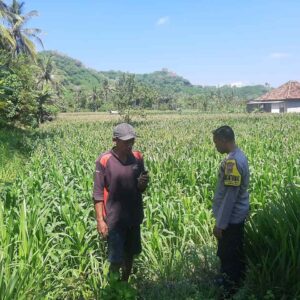 Bhabinkamtibmas Dukung Petani Jagung di Sekotong Timur