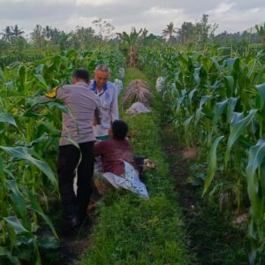 Bhabinkamtibmas Kuripan Utara Dukung Ketahanan Pangan Lewat Silaturahmi Petani