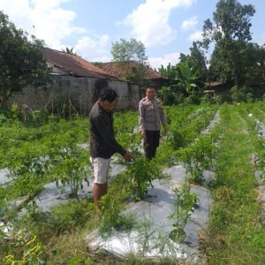 Bhabinkamtibmas Jagaraga Dorong Pemanfaatan Pekarangan untuk Ketahanan Pangan Keluarga