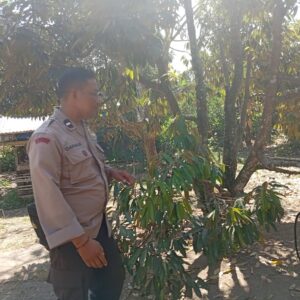 Gotong Royong Warga Dusun Begende Dukung Ketahanan Pangan Nasional