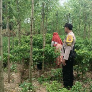 Panen Cabai di Desa Ombe Baru: Polri Dukung Swasembada Pangan Nasional