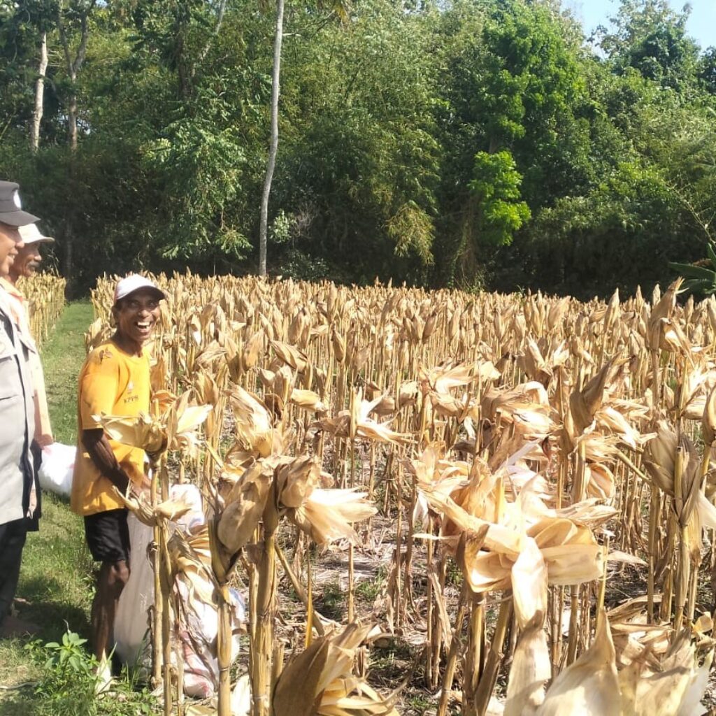Panen Jagung Sukses di Gerung Selatan, Sinergi Polri dan Petani Berbuah Hasil