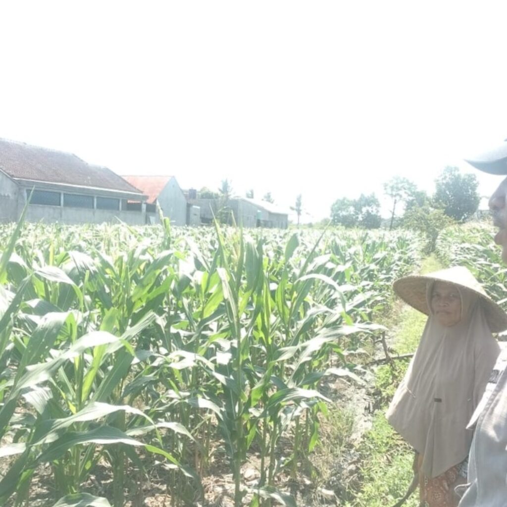 Bhabinkamtibmas Labuapi Dukung Petani Optimalkan Lahan Kosong untuk Tanam Jagung