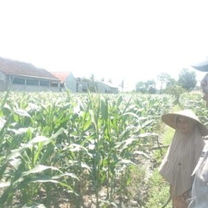 Bhabinkamtibmas Labuapi Dukung Petani Optimalkan Lahan Kosong untuk Tanam Jagung