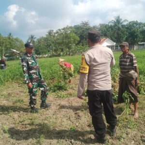 Sinergi Polisi dan Petani Gerung Dorong Kemandirian Pangan di Taman Ayu