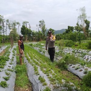 Optimalisasi Pekarangan Warga di Jagaraga, Polsek Kuripan Dukung Ketahanan Pangan