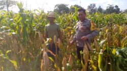 Ketahanan Pangan Dimulai dari Desa: Bhabinkamtibmas Jagaraga Dorong Pemanfaatan Lahan di Tambang Eleh