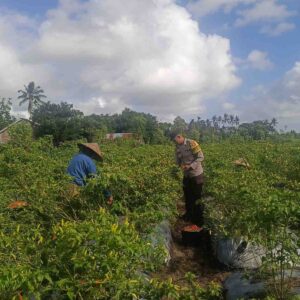 Bhabinkamtibmas Dampingi Panen Cabai di Kuripan Utara, Dukung Ketahanan Pangan Nasional