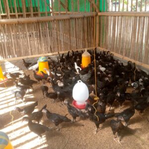 Bhabinkamtibmas Desa Jagaraga Dorong Swadaya Ketahanan Pangan Warga