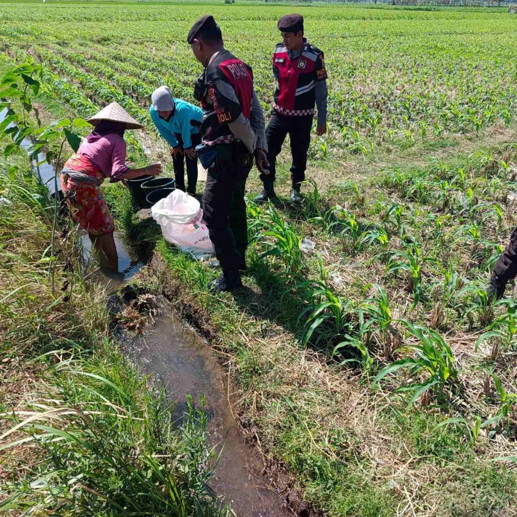Polsek Kuripan Dukung Ketahanan Pangan Lewat Patroli di Lahan Jagung