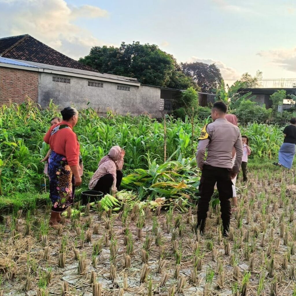 Polsek Kuripan Dampingi Petani Panen Jagung di Dusun Kumbung Barat