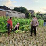 Polsek Kuripan Dampingi Petani Panen Jagung di Dusun Kumbung Barat