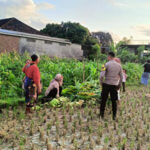 Polsek Kuripan Dampingi Petani Panen Jagung di Dusun Kumbung Barat