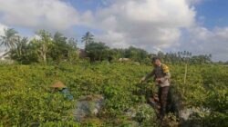Bhabinkamtibmas Kuripan Utara Dorong Ketahanan Pangan dari Pekarangan Warga