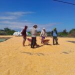 Bhabinkamtibmas Desa Talonang Baru Dampingi Panen dan Penjemuran Jagung Tahap II, Wujudkan Kehadiran Polri di Tengah Warga