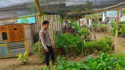Dukung Program Asta Cita, Bhabinkamtibmas Desa Bangkat Monteh Dampingi Warga Kelola Pekarangan Bergizi