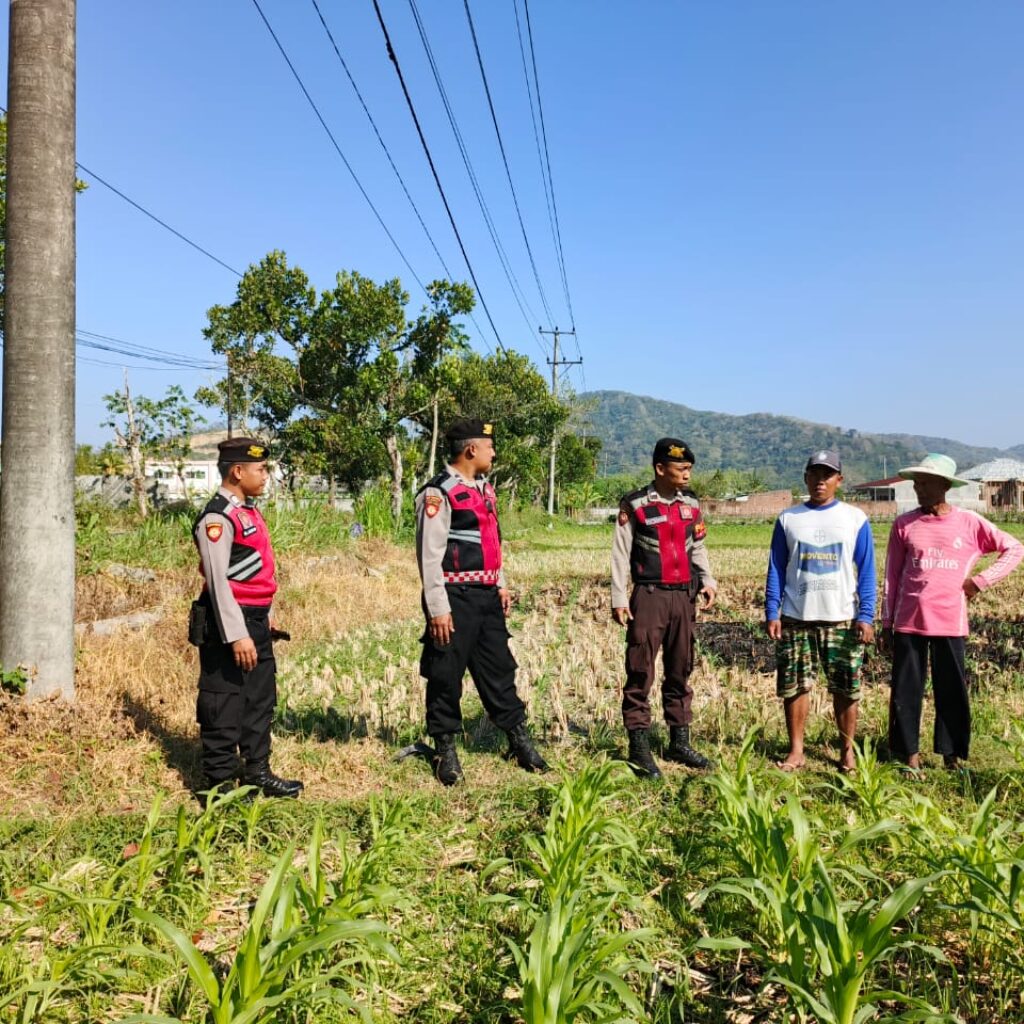 Polri Hadir Bantu Petani Jagung Wujudkan Swasembada di Lombok Barat