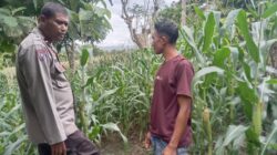 Polsek Woja Laksanakan Pemantauan Lahan Jagung Warga Binaan Dukung Program Ketahanan Pangan Nasional